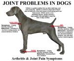 Arthritic Dog