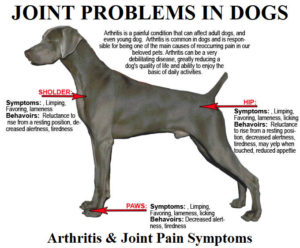 arthritis-and-joint-pain-symptoms-for-dogs