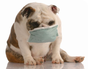 canstockphoto2149834polluction-dog