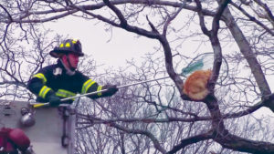 cats climb trees
