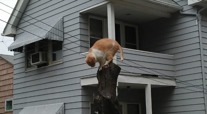 cats climb trees