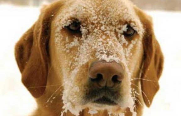 Freezing Dogs: Deadly Winter Weather