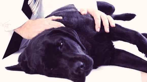 Dogs With Intervertebral Disc Disease (IVDD)
