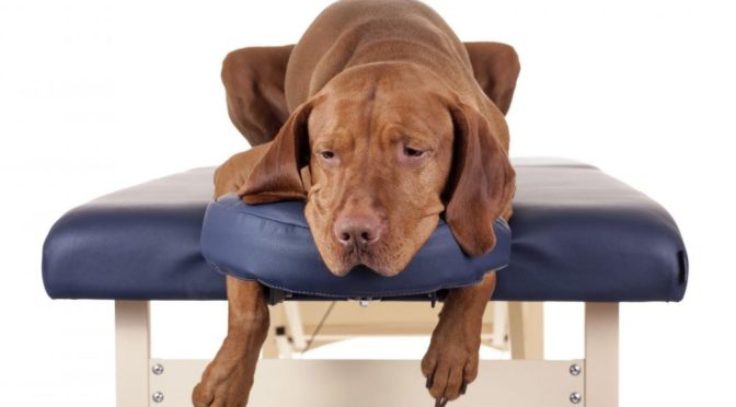 Dog Massage Therapy and The Many Benefits
