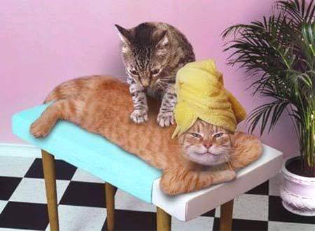 Cat Massage Therapy – The Ultimate Meow