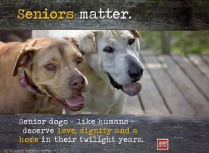 Senior Dogs