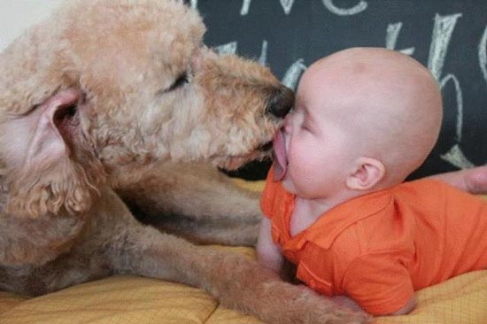 dogs licking babies