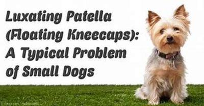 Luxating Patella (Bad Knee) In A Dog