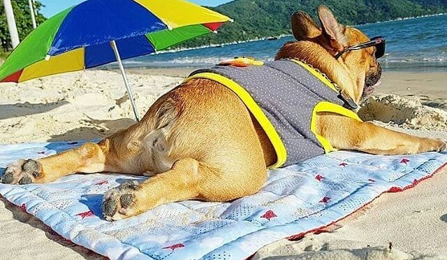 Dogs sun tanning