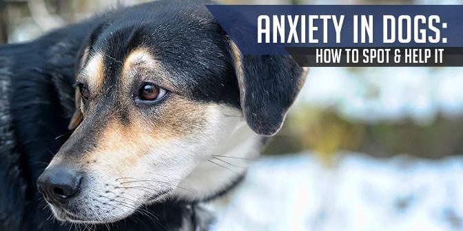 Dog Anxiety And Weighted Backpacks