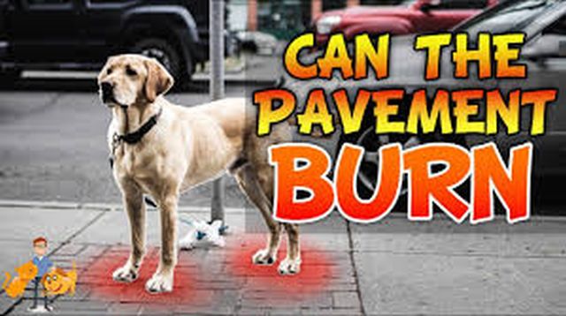 BURNED DOG PAWS